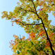 Illustration for article titled 76 Stunning Photos Of Fall Leaves